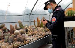 Carabinieri, mille cactus tornano a casa...il traffico illegale avrebbe fruttato 3 milioni di euro