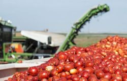 Inchiesta su falso pomodoro, Saccardi: “Tutelare produttori, lavoratori e consumatori”