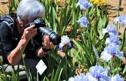 Riapre il Giardino dell’Iris, da domenica 2 maggio sarà possibile ammirare la fioritura primaverile