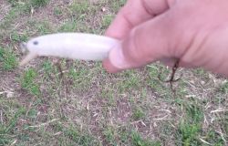 Ami da pesca nell'area cani del Parco Pallotta, Rapisarda: qualcuno voleva uccidere gli animali