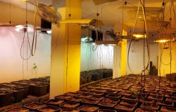 Aveva allestito una vera piantagione di marjuana...il tutto vicino ad un Centro per il recupero di tossicodipendenti, in manette 44enne