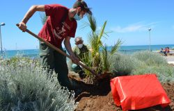 Torvajanica, arrivano le palme sul lungomare