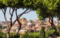 Italia Nostra, fermiamo la cocciniglia tartaruga, la coccinella non basta, utilizziamo fitofarmaci