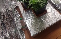 piante marjuana