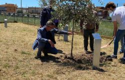 Maccarese, nel Giardino dei Giusti piantati due alberi di ulivo
