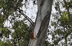 Bat Boxes installata su albero Villa Guglielmi