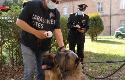 Maxi operazione Credelia de Mon, 40 persone denunciate per maltrattamenti animali