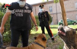 cani corso