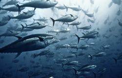 World Oceans Day: Mare Aperto conferma l'impegno a difesa dell'ecosistema e della pesca sostenibile