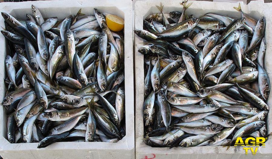 cassette di pesce offerte abusivamente sulla banchina del porto canale
