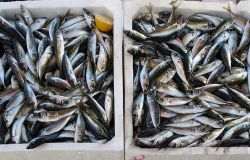 Fiumicino, no alla vendita abusiva del pesce sulla banchina