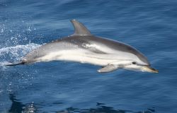delfino nuota in libertà