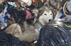 Salvato un cane finito nelle vasche dell’organico in discarica