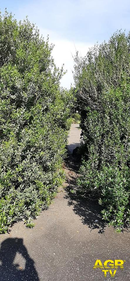 Cosa sarebbe successo se la pista ciclabile di Ostia fosse sorta nell'area verde davanti al Lungomare Lutazio Catulo?