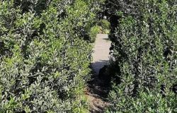 Cosa sarebbe successo se la pista ciclabile di Ostia fosse sorta nell'area verde davanti al Lungomare Lutazio Catulo?