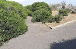 Cosa sarebbe successo se la pista ciclabile di Ostia fosse sorta nell'area verde davanti al Lungomare Lutazio Catulo?