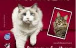 Titanicat,la festa del gatto
