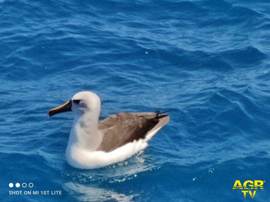 albatro Beccogiallo albatro Beccogiallo