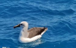 albatro Beccogiallo