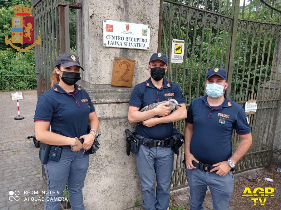 polizia salva gabbianella ferita