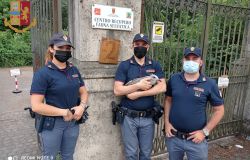 polizia salva gabbianella ferita