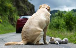 Non abbandonarli....Ecoitalia solidale avvia un monitoraggio degli animali abbandonati sul litorale