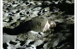 foto tartaruga che depone uova