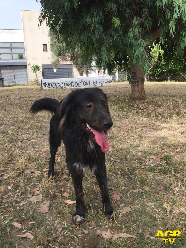 cane disperso a Parco Pallotta