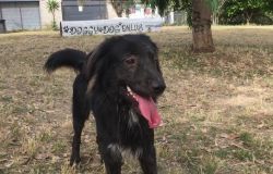 Un cane si perde al Parco Pallotta: Guardia Zoofila interviene e lo riconsegna ai proprietari