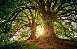 Anno Internazionale della salute delle piante, determinanti i legami tra biodiversità, salute degli ecosistemi e specie umana