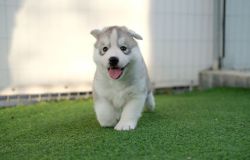 Blitz dei carabinieri in un allevamento abusivo di cani husky, salvati centodieci esemplari