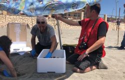 Caretta caretta...un'altra tartaruga marina depone le uova ad Ostia ponente