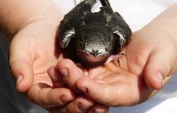 WWF, Sos Rondoni il caldo torrido ha creato un'ecatombe di fauna selvatica