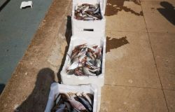 Fiumicino, sequestrati 125 kg. di pesce venduto abusivamente sulla banchina