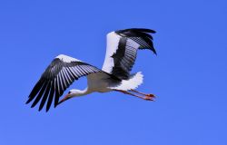 cicogna bianca in volo