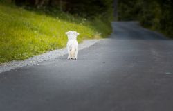 Il Campidoglio raccomanda: non abbandonarlo, solo coccole....e carezze