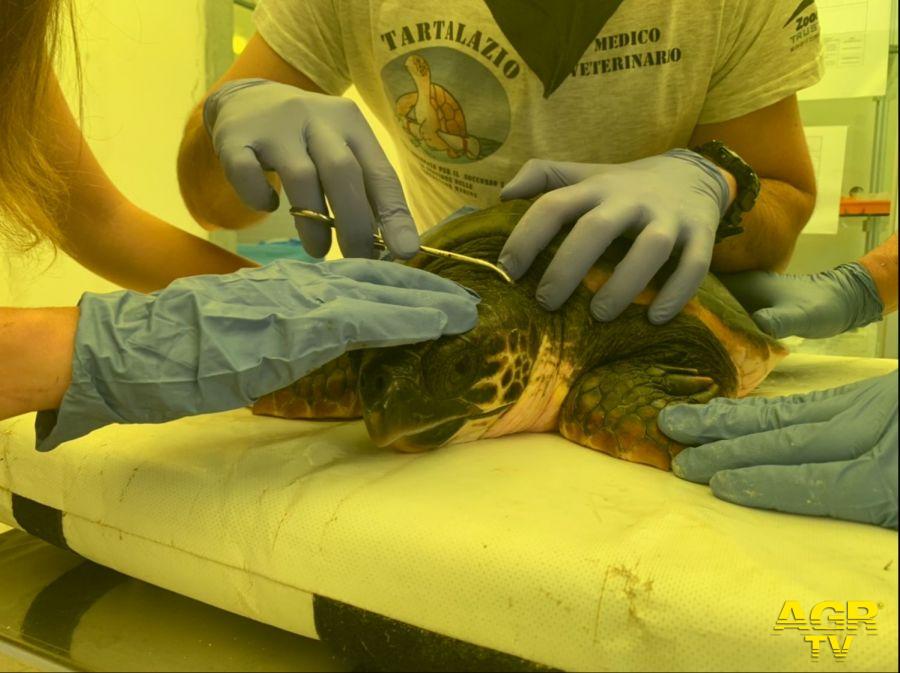 tartaruga curata dai biologi e veterinari di Zoomarine