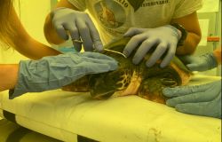 Torvajanica, giovedì sarà liberata la tartaruga marina salvata e curata dal Pronto soccorso mare di Zoomarine