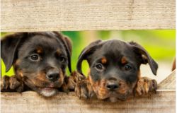 Furti di cani: triste record in Italia, come proteggere il tuo amico a 4 zampe