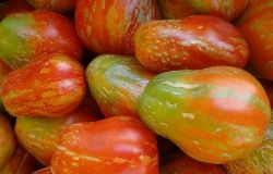 Pomodoro Borsa di montone della Val di Bisenzio, coltivazione boom