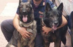 “Amper”, cane poliziotto antidroga, va in pensione e trova subito casa