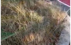 Fiumicino, nuova pista ciclabile di Parco Leonardo nel degrado