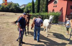 Roma - Polizia di Stato - mettono in sicurezza tre cavalli fuggiti da un maneggio in zona Marconi