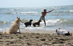 Baubeach a Maccarese, corsi gratuiti per diventare gestori qualificati di una spiaggia per cani