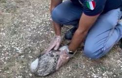 Non riusciva a spiccare il volo, Gabbiano reale salvato dalla polizia ed affidato alla Lipu