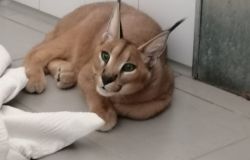 Malibu, giovane esemplare di Caracal, in fuga per una settimana ora è ricoverato nel presidio di Igiene Urbana Veterinaria fiorentino