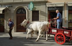 Barberino del Mugello InFiera