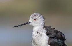 Ostia, l'Eurobirdwatch, l'evento internazionale dedicato al birdwatching il 2 e 3 ottobre al CHM Lipu