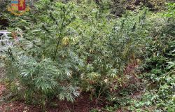 polizia spinaceto piante marjuana