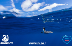 Tartaruga in mare